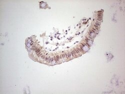 DUSP10 Mouse anti-Human, Clone: OTI2H1, lyophilized, TrueMAB 100 &mu;g;
