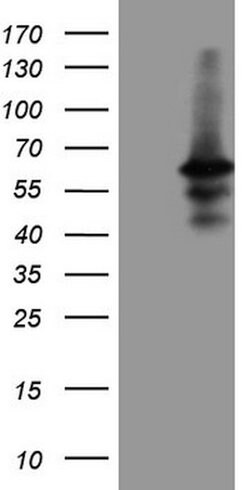 DUSP10 Mouse anti-Human, Clone: OTI3D8, lyophilized, TrueMAB 100 &mu;g;