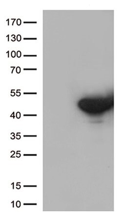DUSP5 Monoclonal Antibody (OTI2F8), TrueMAB , OriGene 100 &mu;L; Unconjugated:Antibodies,