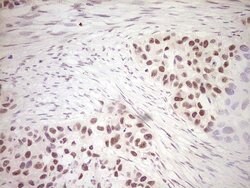 DVL2 Monoclonal Antibody (OTI2D11), TrueMAB , OriGene 30 &mu;L | Buy Online | Origene Technologies | Fisher Scientific