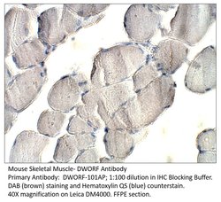 DWORF Rabbit anti-Mouse, Polyclonal, FabGennix 200 &mu;L; Unconjugated:Antibodies,