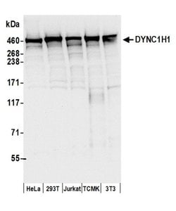 DYNC1H1 Polyclonal Antibody, Bethyl Laboratories:Antibodies:Primary Antibodies