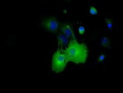 DYNC1LI1 Monoclonal Antibody (OTI1G9), TrueMAB , OriGene 100 &mu;L; Unconjugated:Antibodies,