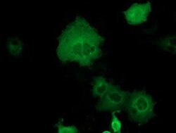 DYNC1LI1 Monoclonal Antibody (OTI1H4), TrueMAB , OriGene 100 &mu;L; Unconjugated:Antibodies,