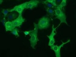 DYNC1LI1 Monoclonal Antibody (OTI2B6), TrueMAB , OriGene 30 &mu;L; Unconjugated:Antibodies,