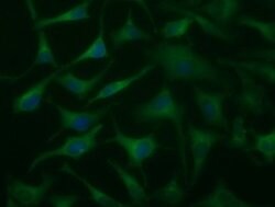 DYNC1LI1 Mouse anti-Human, Clone: OTI2B6, lyophilized, TrueMAB 100 &mu;g;