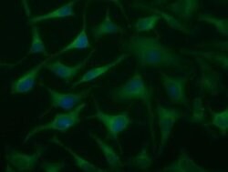 DYNC1LI1 Monoclonal Antibody (OTI2B6), TrueMAB , OriGene 30 &mu;L; Unconjugated:Antibodies,