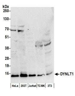 DYNLT1 Polyclonal Antibody, Bethyl Laboratories:Antibodies:Primary Antibodies
