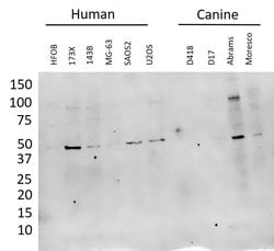 Invitrogen dcr-1 Polyclonal Antibody 400 &mu;L; Unconjugated:Antibodies,