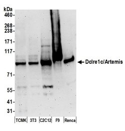 Dclre1c/Artemis Polyclonal Antibody, Bethyl Laboratories:Antibodies:Primary