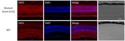 Invitrogen DEGS1 Polyclonal Antibody 100 &mu;g; Unconjugated:Antibodies,