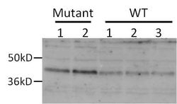 Invitrogen DEGS1 Polyclonal Antibody 100 &mu;g; Unconjugated:Antibodies,