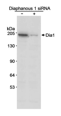 Diaphanous 1 Rabbit anti-Human, Polyclonal, Bethyl Laboratories 100 &mu;l;