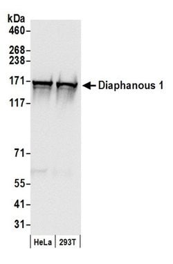 Diaphanous 1 Rabbit anti-Human, Polyclonal, Bethyl Laboratories 100 &mu;l;