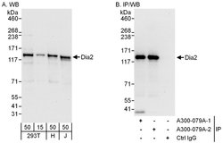 Diaphanous 2 Rabbit anti-Human, Polyclonal, Bethyl Laboratories 100 &mu;l;
