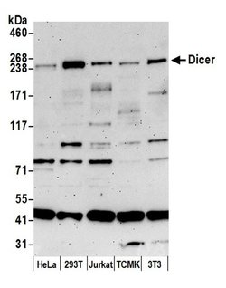 Dicer Rabbit anti-Human, Mouse, Polyclonal, Bethyl Laboratories 100 &mu;L;