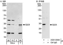 DjC8 Rabbit anti-Human, Polyclonal, Bethyl Laboratories 100 &mu;L; Unconjugated:Antibodies,