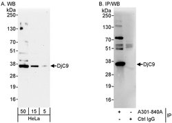 DjC9 Rabbit anti-Human, Polyclonal, Bethyl Laboratories 100 &mu;l; Unlabeled:Antibodies,