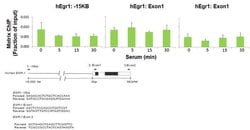 Invitrogen DNMT3A Polyclonal Antibody 100 &mu;g; Unconjugated:Antibodies,