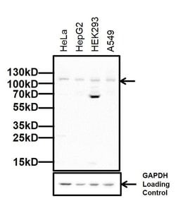 Invitrogen DNMT3A Polyclonal Antibody 100 &mu;g; Unconjugated:Antibodies,