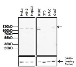 Invitrogen DNMT3A Polyclonal Antibody 100 &mu;g; Unconjugated:Antibodies,