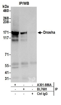 Drosha Rabbit anti-Human, Polyclonal, Bethyl Laboratories 100 &mu;L; Unconjugated:Antibodies,