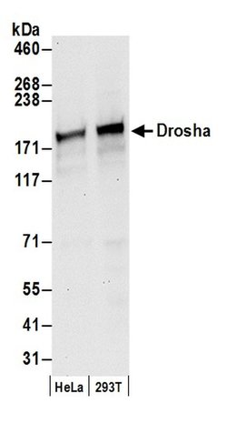 Drosha Rabbit anti-Human, Polyclonal, Bethyl Laboratories 100 &mu;L; Unconjugated:Antibodies,