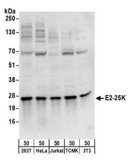 E2-25K Rabbit anti-Human, Mouse, Polyclonal, Bethyl Laboratories 100 &mu;L;