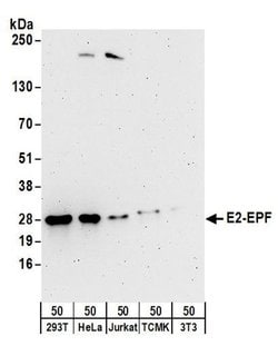 E2-EPF Rabbit anti-Human, Mouse, Polyclonal, Bethyl Laboratories 100 &mu;L | Buy Online | Bethyl Laboratories, Inc | Fisher Scientific