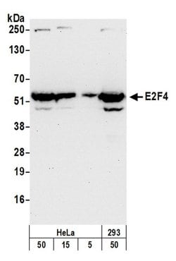 E2F4 Polyclonal Antibody, Bethyl Laboratories 20 &mu;L; Unconjugated:Antibodies,