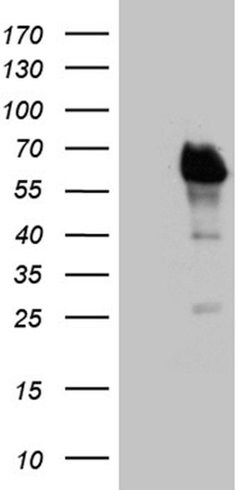 E2F4 Monoclonal Antibody (OTI10E7), TrueMAB , OriGene 30 &mu;L; Unconjugated:Antibodies,