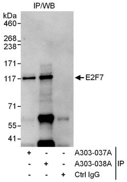 E2F7 Rabbit anti-Human, Polyclonal, Bethyl Laboratories 10 &mu;l; Unlabeled:Antibodies,