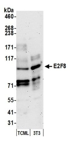 E2F8 Polyclonal Antibody, Bethyl Laboratories 20 &mu;L | Buy Online | Bethyl Laboratories, Inc | Fisher Scientific