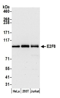 E2F8 Polyclonal Antibody, Bethyl Laboratories 20 &mu;L | Buy Online | Bethyl Laboratories, Inc | Fisher Scientific