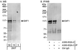 E4F1 Rabbit anti-Human, Polyclonal, Bethyl Laboratories 100 &mu;L; Unconjugated:Antibodies,