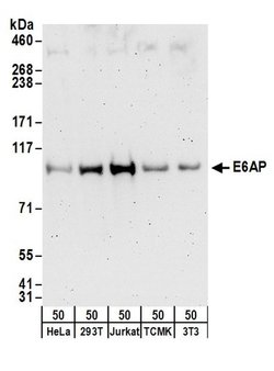 E6AP Rabbit anti-Human, Mouse, Polyclonal, Bethyl Laboratories 100 &mu;L;
