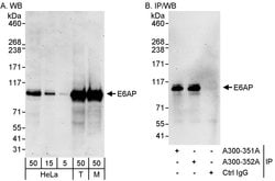 E6AP Rabbit anti-Human, Mouse, Polyclonal, Bethyl Laboratories 100 &mu;L;