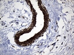 EARS2 Mouse anti-Human, Clone: OTI2C1, lyophilized, TrueMAB 100 &mu;g;