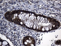EARS2 Mouse anti-Human, Clone: OTI2C1, lyophilized, TrueMAB 100 &mu;g;