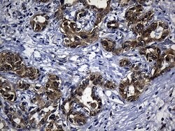 EARS2 Mouse anti-Human, Clone: OTI2C1, lyophilized, TrueMAB 100 &mu;g;