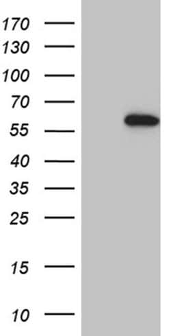 EARS2 Monoclonal Antibody (OTI2B1), TrueMAB , OriGene 100 &mu;L; Unconjugated:Antibodies,