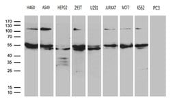 EARS2 Mouse anti-Human, Clone: OTI2C1, lyophilized, TrueMAB 100 &mu;g;