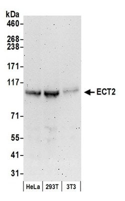 ECT2 Polyclonal Antibody, Bethyl Laboratories:Antibodies:Primary Antibodies
