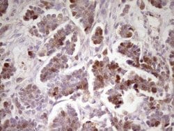 ECT2 Mouse anti-Human, Clone: OTI2D9, liquid, TrueMAB 100 &mu;L; Unconjugated:Antibodies,