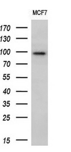 ECT2 Mouse anti-Human, Clone: OTI2D9, lyophilized, TrueMAB 100 &mu;g; Unconjugated:Antibodies,