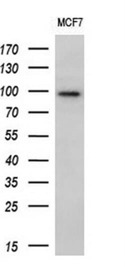 ECT2 Mouse anti-Human, Clone: OTI2D9, liquid, TrueMAB 100 &mu;L; Unconjugated:Antibodies,