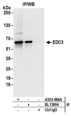 EDC3 Rabbit anti-Human, Mouse, Polyclonal, Bethyl Laboratories 100 &mu;l;
