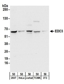 EDC3 Rabbit anti-Human, Mouse, Polyclonal, Bethyl Laboratories 100 &mu;l;