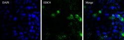 Invitrogen EDC4 Polyclonal Antibody 100 &mu;L; Unconjugated:Antibodies,