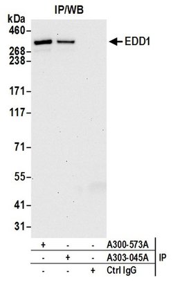 EDD1 Rabbit anti-Human, Mouse, Polyclonal, Bethyl Laboratories 100 &mu;L;
